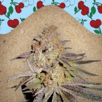 Female  Cannabis  Seeds  Cherry  Pie