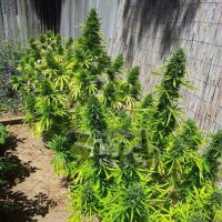 Flash  Cannabis  Seeds  Mi6