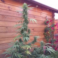Flash  Cannabis  Seeds  Missile 33