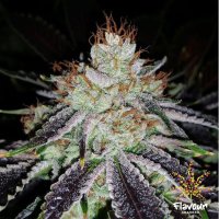 Flavour  Chasers  Cannabis  Seeds  Alien  Abduction