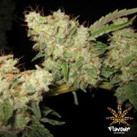 Flavour  Chasers  Cannabis  Seeds  Alien  Glue