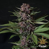 Flavour  Chasers  Cannabis  Seeds  Purple  Mazel  Tov