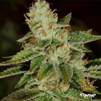 Flavour  Chasers  Cannabis  Seeds  Wifi