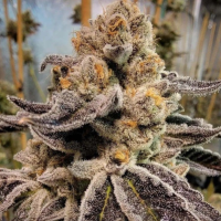 Freedom  Of  Cannabis  Seeds  Black  Rainbow  Sherbet