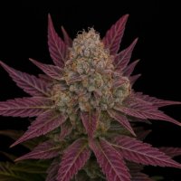 Freedom  Of  Cannabis  Seeds  Blackberry  Moonshine  Auto