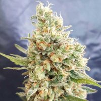 Freedom  Of  Cannabis  Seeds  Crystal  Dwarf  Auto