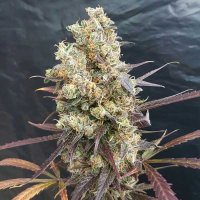 Freedom  Of  Cannabis  Seeds  Diesel  Devil  Auto