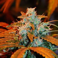 G13  Labs  Cannabis  Seeds  Auto  Berry