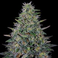 G13 Labs Cannabis Seeds Cherry Pavlova