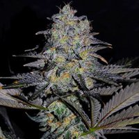 G13  Labs  Cannabis  Seeds  Magnetic  Marker