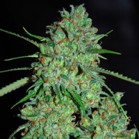 G13 Labs Cannabis Seeds White Critical