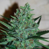 G13 Labs Cannabis Seeds White Lavender