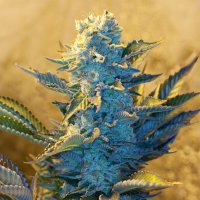 G13  Labs  Cannabis  Seeds  White  Widow