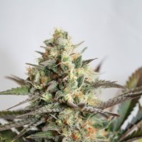 Garden Of Green Cannabis Seeds Dresden Green Diamond