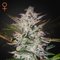 Green House Cannabis Seeds Holy Punch
