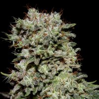 Green  House  Cannabis  Seeds  Kalashnikova