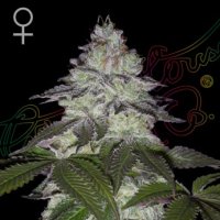 Green House Cannabis Seeds Milky Dreams