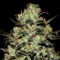 Green  House  Cannabis  Seeds  Moby  Dick