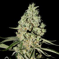 Green  House  Cannabis  Seeds  Super  Critical
