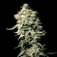 Green  House  Cannabis  Seeds  White  Rhino
