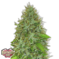 Heavyweight  Cannabis  Seeds 2  Fast 2  Vast  Auto