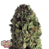 Heavyweight  Cannabis  Seeds  Budzilla
