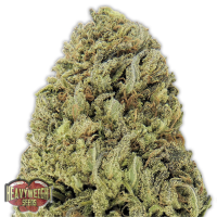 Heavyweight  Cannabis  Seeds  Fast  Vast  Auto