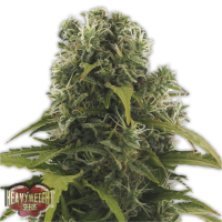Heavyweight  Cannabis  Seeds  High  Density  Auto