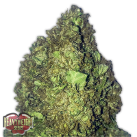 Heavyweight  Cannabis  Seeds  Short  And  Sweet  Auto