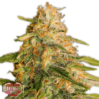 Heavyweight  Cannabis  Seeds  Tropic  Punch