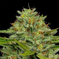 Humboldt  Seed  Company  Cannabis  Seeds  Bob  Marley  One  Love