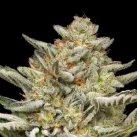 Humboldt  Seed  Company  Cannabis  Seeds  Og  Triploid  Auto