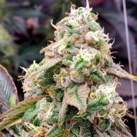 Humboldt Seed Organization Cannabis Seeds Limited Edition Gushers Fast Version