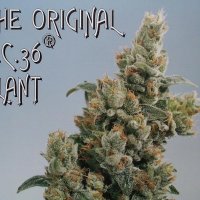 Kc Brains Cannabis Seeds Kc36