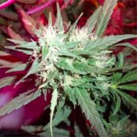 Kc Brains Cannabis Seeds Kc39