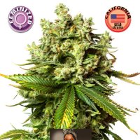 Kera  Cannabis  Seeds  Burmese  Kush