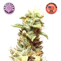 Kera  Cannabis  Seeds  California  Nugget