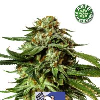 Kera Cannabis Seeds Cheese Auto