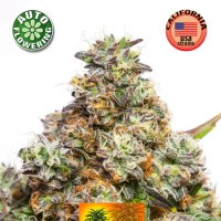 Kera  Cannabis  Seeds  Pineapple  Sativa  Auto