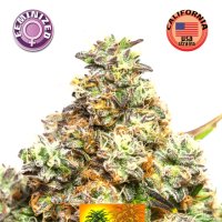 Kera Cannabis Seeds Pineapple Sativa
