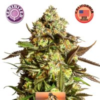 Kera Cannabis Seeds Venice Beach Afghan