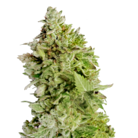 Mega Buds Cannabis Seeds Beast Mode Auto