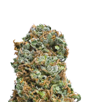 Mega Buds Cannabis Seeds Big Bruce