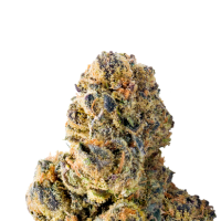 Mega Buds Cannabis Seeds Colossal Purps