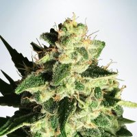 Ministry Of Cannabis Seeds Auto God S Glue