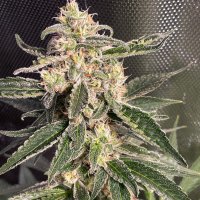 Ministry Of Cannabis Seeds Auto Sweet Donkey
