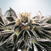 Ministry Of Cannabis Seeds Mandarin Gelato