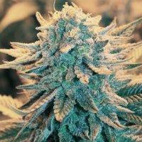 Nirvana Cannabis Seeds B 52