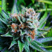 Nirvana  Cannabis  Seeds  Blue  Dream  Auto