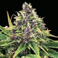 Nirvana Cannabis Seeds Hindu Kush Auto
